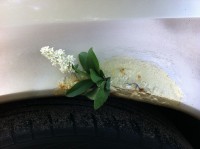 Aufhübschen eine Sportradlaufes, den sich die braune Pest erobert hat