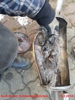 Von der Daumenspitze bis zum Endrohr steckte alles richtig &quot;gestopft&quot; im Endrohr